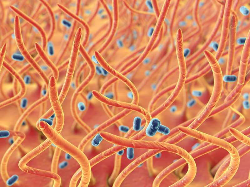 Bacteriën Bacteriën